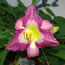 Hemerocallis Swallowtail Kite